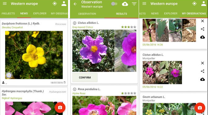 Top 5 Best Plant Identification App 2020